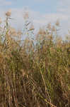 Common reed